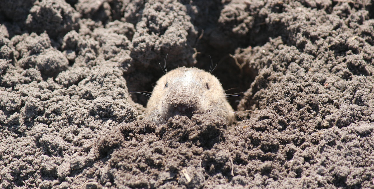 A gopher coming out of its cave.